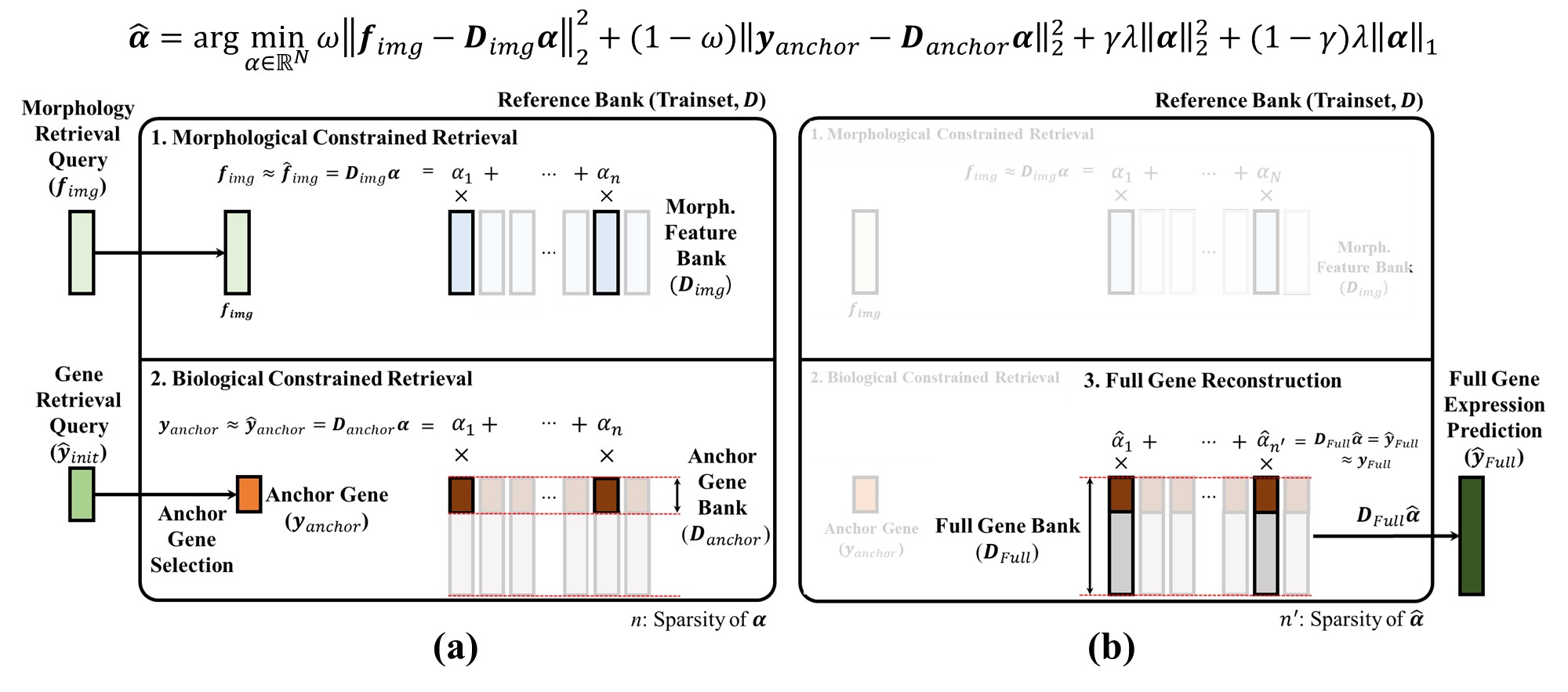 Two-panel diagram. (a) Dual-Constrained Retrieval: ElasticNet outputs the sparse sampling matrix from the morphology and anchor-gene queries. (b) Full Gene Reconstruction: the sparse weights are applied to the Full Gene Bank to recover the entire expression panel.